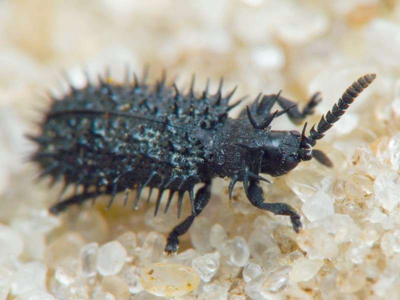 Hispa atra Linnaeus, 1767